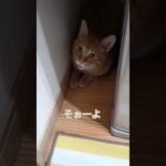 おやすみ前の会話ができる猫。part2