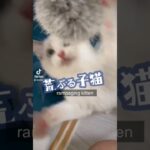 荒ぶる子猫 -rampaging kitten-　#shorts #子猫  #猫  ラグドール  #cat #kitten #cutecat #ragdoll #pet #cute