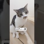 ごはんを待ってるロディー　#shorts #癒し猫 #かわいい猫 #ロディーアンドソフィー #猫 #かわいい猫動画 #おもしろ動画 #ねこ