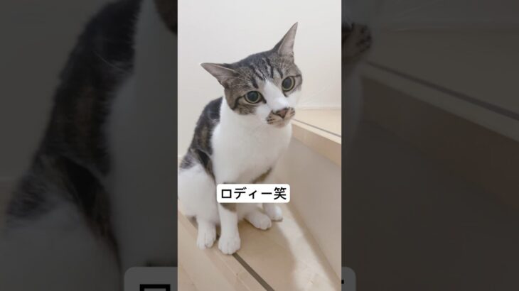 ごはんを待ってるロディー　#shorts #癒し猫 #かわいい猫 #ロディーアンドソフィー #猫 #かわいい猫動画 #おもしろ動画 #ねこ