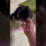 【😹に好かれない主】#癒し動画猫 #かわいい猫 #なつかない猫#サンシャイン池崎 #ショート #shorts