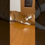 子猫の本気の足キック　#shorts