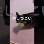 【😾に好かれない主】#癒し動画猫 #愛情表現#ショート #shorts