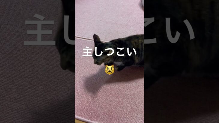 【😾に好かれない主】#癒し動画猫 #愛情表現#ショート #shorts