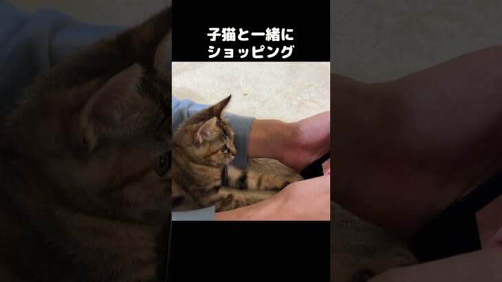 子猫と一緒にお買い物をするとこうなる　#shorts