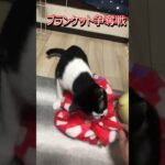 お気に入りのブランケット #shorts #cat #動物 #猫 #癒し