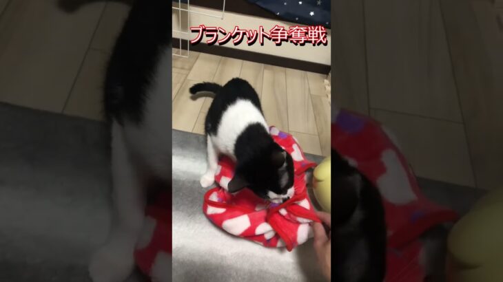 お気に入りのブランケット #shorts #cat #動物 #猫 #癒し