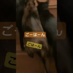 今週もがんばりましょー☺️ #shortvideo #猫動画 #かわいい猫 #猫好き #かわいい #cute #おもしろ動画 #ただいま#おかえり猫# #ねこ #cat #ネコ  #いやし