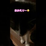 しっぽがかわいい😍 #shortvideo #猫動画 #かわいい猫 #猫好き #cute #おもしろ動画 #かわいい #ねこ #cat #ネコ #ただいま#おかえり#おかえり猫#shorts