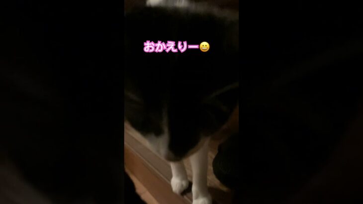 しっぽがかわいい😍 #shortvideo #猫動画 #かわいい猫 #猫好き #cute #おもしろ動画 #かわいい #ねこ #cat #ネコ #ただいま#おかえり#おかえり猫#shorts