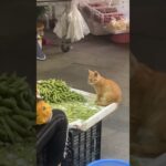 枝豆が食べたいねこちゃん