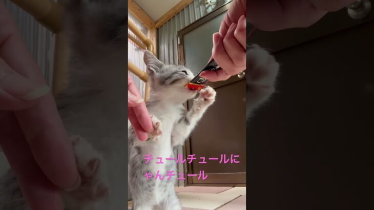 チュール大好き💕 #子猫 #かわいい猫