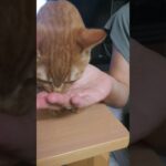 パン食べたい猫かわいい