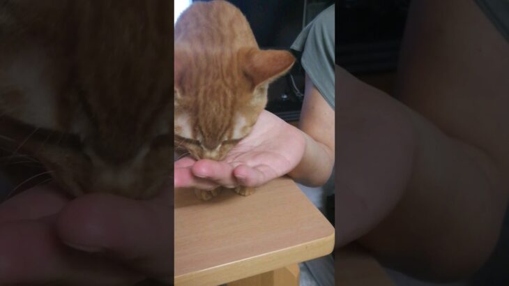 パン食べたい猫かわいい