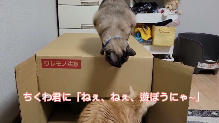 猫に襲ったハプニング#ねこのいる生活 #猫 #ねこ