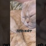 #ねこ #猫 #癒し #スコティッシュフォールド #ねこのいる生活