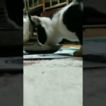 【野良猫】ミルクぺろぺろ子猫／ひーくんののんびりチャンネル