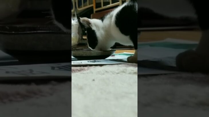 【野良猫】ミルクぺろぺろ子猫／ひーくんののんびりチャンネル