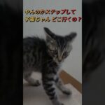 イカ耳で【やんのかステップ】してどこ行くの子猫ちゃん？