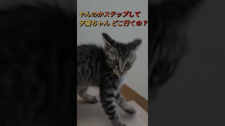 イカ耳で【やんのかステップ】してどこ行くの子猫ちゃん？