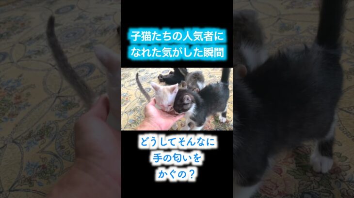 子猫にモテモテ⁉️😅