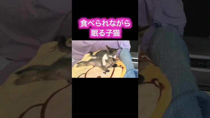 食べられながら眠る子猫