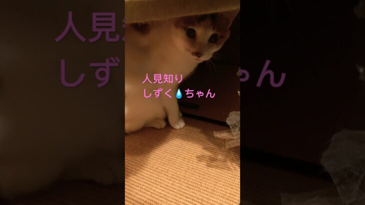 隠れてまーす…、　#スローライフ #北海道 #父ちゃん #かわいい猫 #元野良猫 #よねじ #ねこ動画 #ねこのいる生活 #はちわれ猫 #みけねこ #むぎ #よねじ #でんすけ #しずく