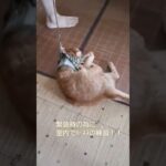 ある有名猫ちゃんみたいにはいかない我が家の猫。