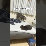 #おすすめ #おもしろ #おもしろ動画 #かわいい #ねこ #ねこのいる生活 #猫動画 #youtube #動物 #youtubeshorts