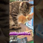 成長した子猫  2匹の子猫に慕われる #半野良