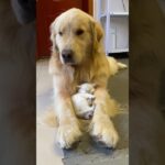 Kitten and golden retriever