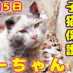 【野良猫子猫LIVE】家猫から捨てられ野良猫　ドロドロから真っ白の優しいぐーちゃんは子猫のお世話までします 保護猫シェルターからライブ配信