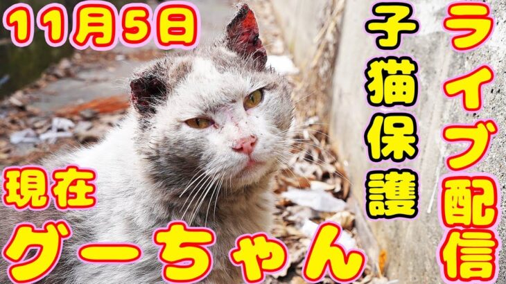 【野良猫子猫LIVE】家猫から捨てられ野良猫　ドロドロから真っ白の優しいぐーちゃんは子猫のお世話までします 保護猫シェルターからライブ配信