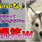 【動物おもしろ】猫・犬・動物の爆笑アフレコ！ハプニングだらけの犬、猫がおもしろすぎた集 Vol.６１