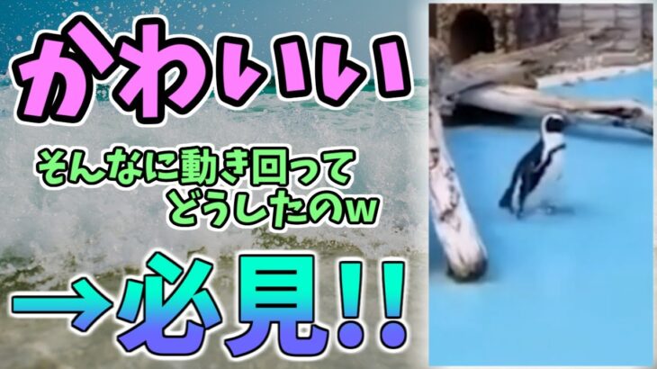 【動物おもしろ】猫・犬・動物の爆笑アフレコ！ハプニングだらけの犬、猫がおもしろすぎた集 Vol.４９