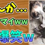 【動物おもしろ】猫・犬・動物の爆笑アフレコ！ハプニングだらけの犬、猫がおもしろすぎた集 Vol.５０