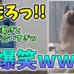 【動物おもしろ】猫・犬・動物の爆笑アフレコ！ハプニングだらけの犬、猫がおもしろすぎた集 Vol.５２