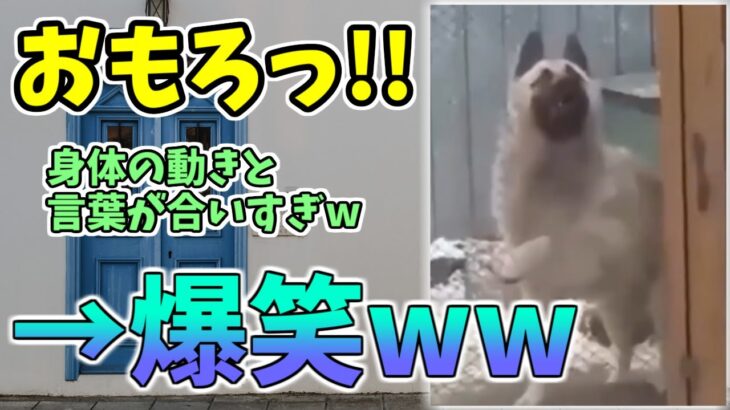 【動物おもしろ】猫・犬・動物の爆笑アフレコ！ハプニングだらけの犬、猫がおもしろすぎた集 Vol.５２