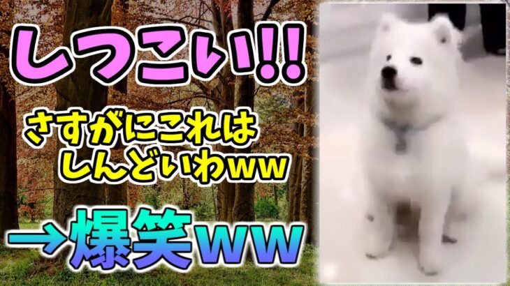 【動物おもしろ】猫・犬・動物の爆笑アフレコ！ハプニングだらけの犬、猫がおもしろすぎた集 Vol.４６