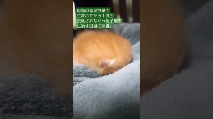 生きて。～生後０日で育児放棄された子猫～　#子猫 #乳飲み子 #保護猫 #cat #えんたね