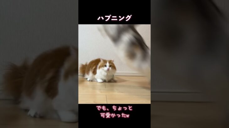 ハプニング！ #cat #なんちゃん #マンチカン #ぬんちゃん #ミヌエット