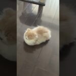 まん丸に寝てる子猫をご覧ください #cat #かわいい子猫 #子猫 #ねこ #マンチカン