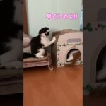 爪研ぎで遊ぶ猫# #メインクーン #スコティッシュフォールド# #癒し動画 #ねこ #cat