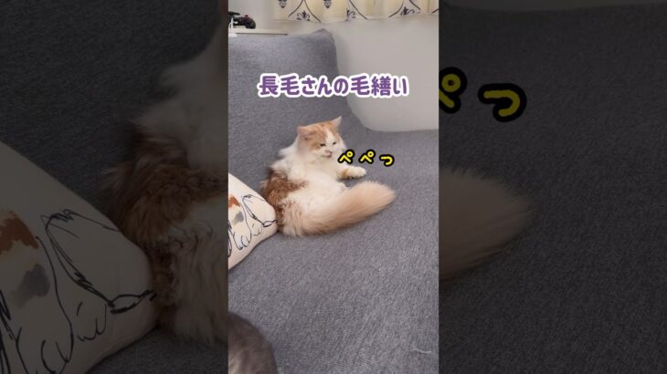 毛繕いが大変そうな子猫 #ねこ #ネコ #cat #ミヌエット #shorts