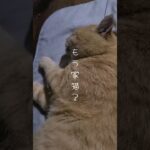 【猫/cat】家の中で寝る外猫🐾茶トラのサスケ【癒し/healing】#shorts