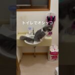 何故か手洗いでオシッコする猫 #cats #cat #ねこ #ネコ #猫 #子猫 #仔猫 #保護猫