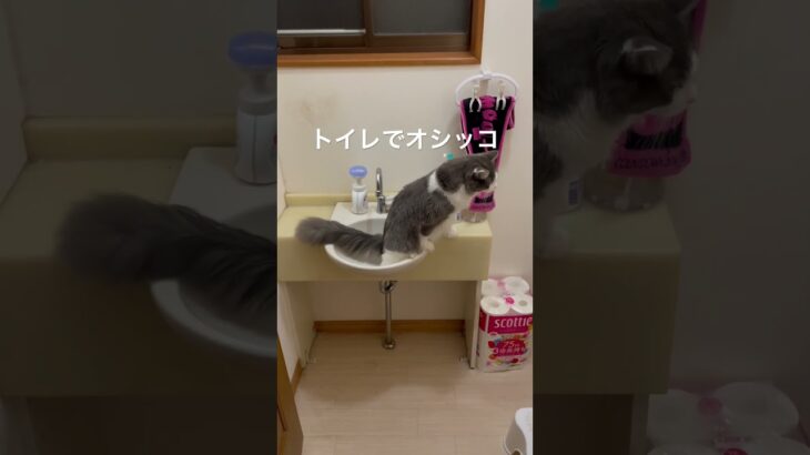 何故か手洗いでオシッコする猫 #cats #cat #ねこ #ネコ #猫 #子猫 #仔猫 #保護猫