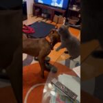 ピットブルと子猫の熾烈な戦い！！ #こいぬ #ピットブル #dog #cat #アメリカンピットブル #pitbull #puppy