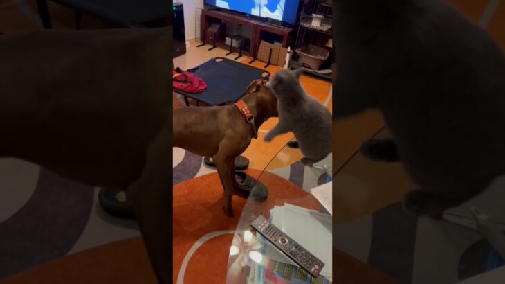 ピットブルと子猫の熾烈な戦い！！ #こいぬ #ピットブル #dog #cat #アメリカンピットブル #pitbull #puppy