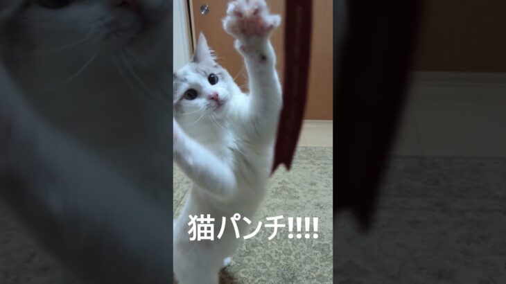 子猫の猫パンチが可愛い #ragdoll #kitty #ラグドール #子猫 #cat #ブルーポイントバイカラー#おもしろ